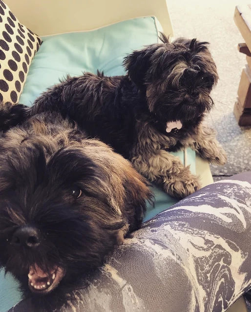 Two shaggy dark-haired dogs relaxing on a cushion